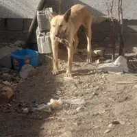 سگ  خارجی