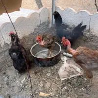 مرغ تخمی محلی نوجوان