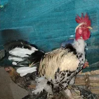خروس گردن لخت