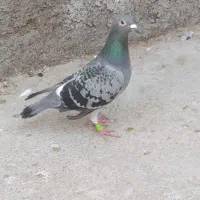 کبوتر|پرنده|اسفراین, |دیوار