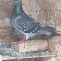 پلاکی