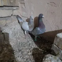 کبوتر