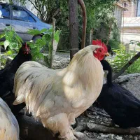 خروس کوشین