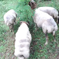 فروش گوسفند ماده