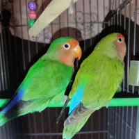طوطی برزیلی جفت بالغ و کار داده