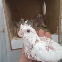 جوجه عروس آلبینو