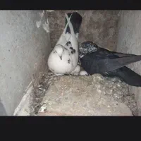 کفتر|پرنده|حاجی آباد, |دیوار