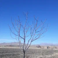 باغبانی ودرختکاری