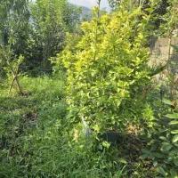 فروش گل پیوندی و شمشاد