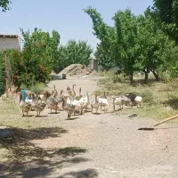 فروش تعدادی جوجه غاز تازه بالغ شده