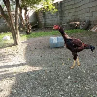 جوجه لاری پنج ماه اصل