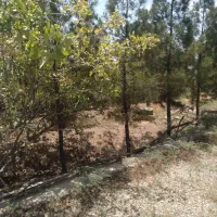 باغچه