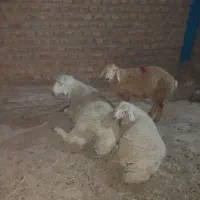 بره، میش، ، چبش و شیرمو
