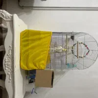 فروش قفس و تعدای مکمل و وسایل