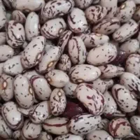 لوبیا
