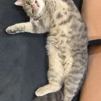 گربه اسکاتیش ۱ ساله