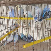 جوجه مرغ عشق انگلیسی و رینبو رنگین کمانی