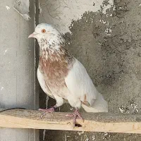 کبوتر پرشی