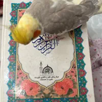 عروس هلندی گم شده