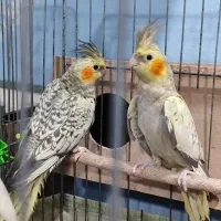عروس هلندی