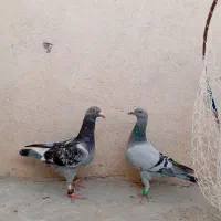 کفتر صید و کلاغ نواری جفتگاه
