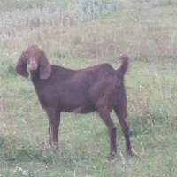 بز پاکستانی