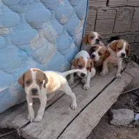 پوینتر انگلیس