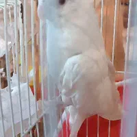 عروس هلندی آلبینو ماده