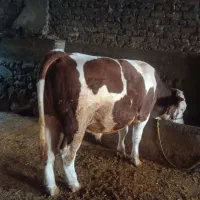 گوساله نر سیمینتال