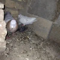 کفتر|پرنده|گرمخان, |دیوار