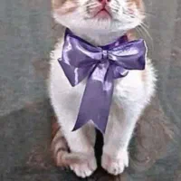 گربه واگذاری