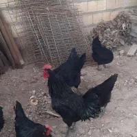 تخم مرغ استرالوپ خالص