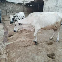 گاو گوساله