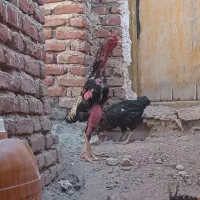لاری  فروش فوری