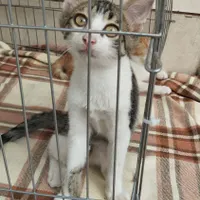 گربه ۳و نیم ماهه