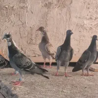۱۰ تا جوجه کفتر بوم زدم خوردی معرکه