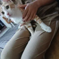 واگذاری سهتا بچه گربه