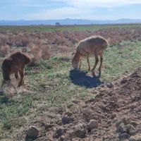 بره ماده چینی زاییده
