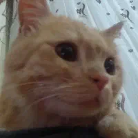 گربه میکس پرشین و بریتیش گلد نر