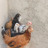 جوجه ۴ ماه گلین