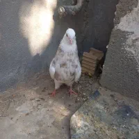 کبوتر طوقی.