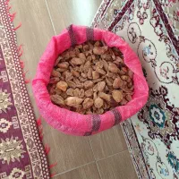 گیاه ثعلب
