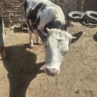 گاو