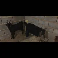 غوریت ابستن وکره نر سقزی