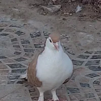 جفت ساده نر ماده سالم