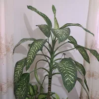 گل طبیعی  دیفن