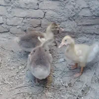 جوجه مرغ محلی،جوجه غاز وقوغاز