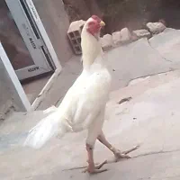 خروس لاری