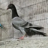 کبوتر جوجه آلمانی و شازده