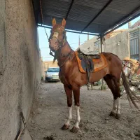 لوازم اسب